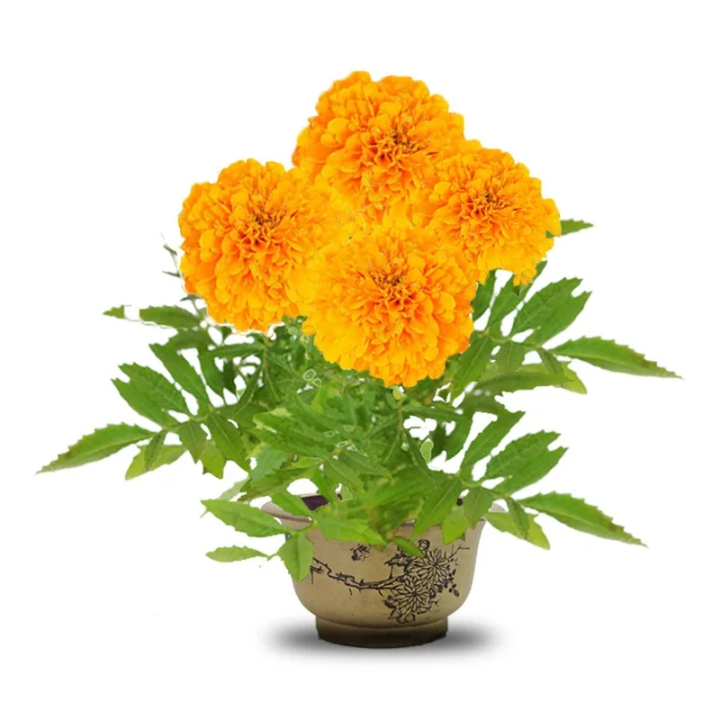 etes Erecta Mix Color Single Color Garden Flower African And American Marigold Seeds Buy Marigold Seeds Marigold Flower Seed Flower Seeds Marigold Dwarf Flower Bulbs Seeds Marigold Seeds Hybrid Product On Alibaba Com