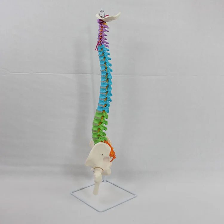2024 новая коррекция KRC в натуральную величину анатомических моделей позвоночника таза бедренной головы и спинномозговой нервы цветовая модель