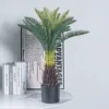 Cycas de 70 cm - 1 cabeza