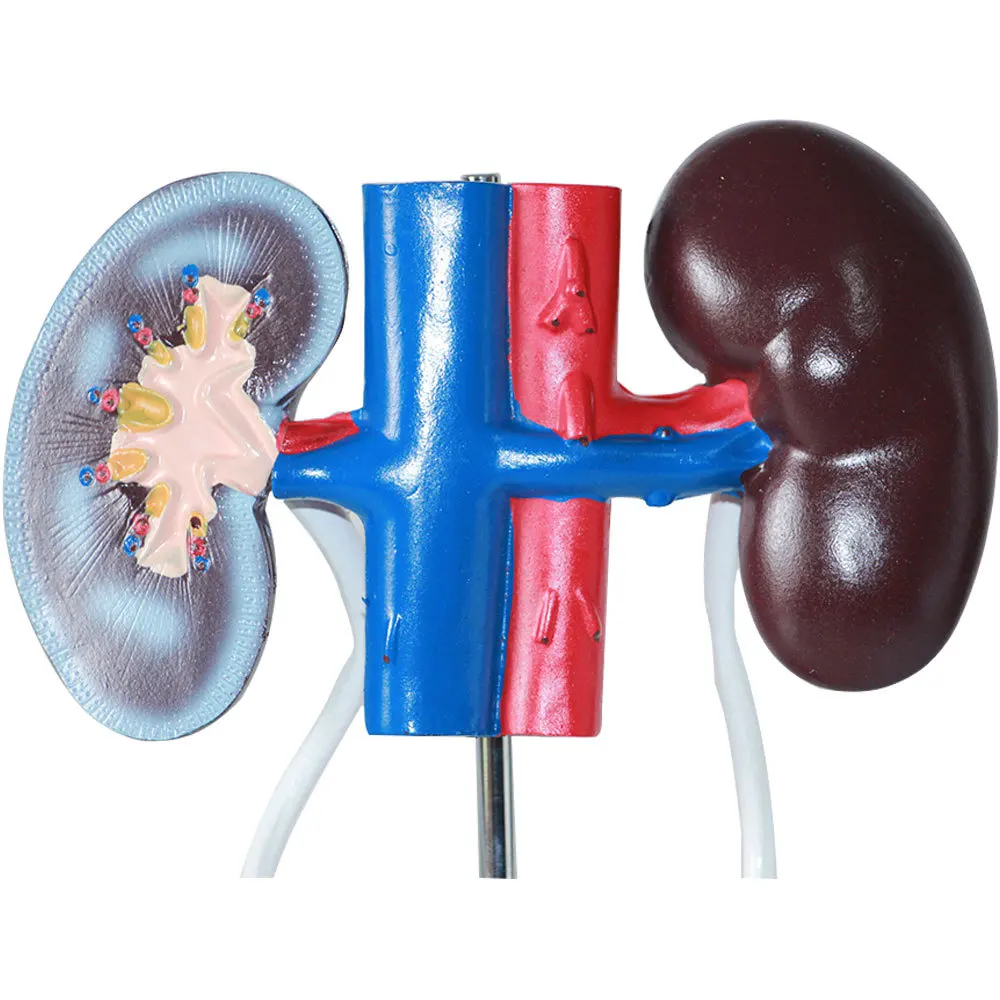 Medical Science PVC Anatomical Model of Male Genitourinary System Human Urinary System Renal Bladder Testis Penis for Training