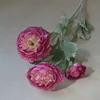Purple pink