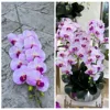 Bianco viola