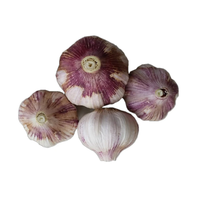 China Jinxiang super red garlic 2020 new crop 5.5cm for export