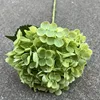 Hydrangea-vert doux de la sensation 5 #176