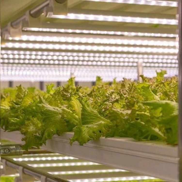 LED育成ランプ 水耕栽培システム 土を使わない野菜・植物