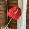 Anthurium rosso