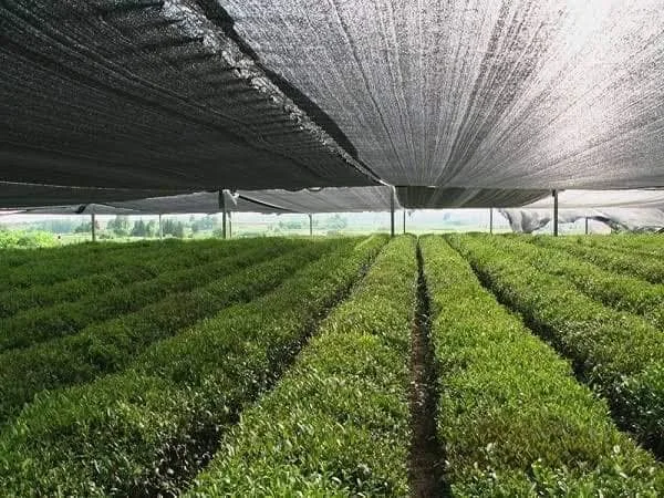 Dark Green Greenhouse Shading Net 35% 50% 75% 90% Uv-treated Hdpe Shade Net for Agriculture H7438b3c656e6435f81f1d4127005666fx