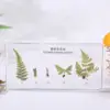 White  Growth history of Fern