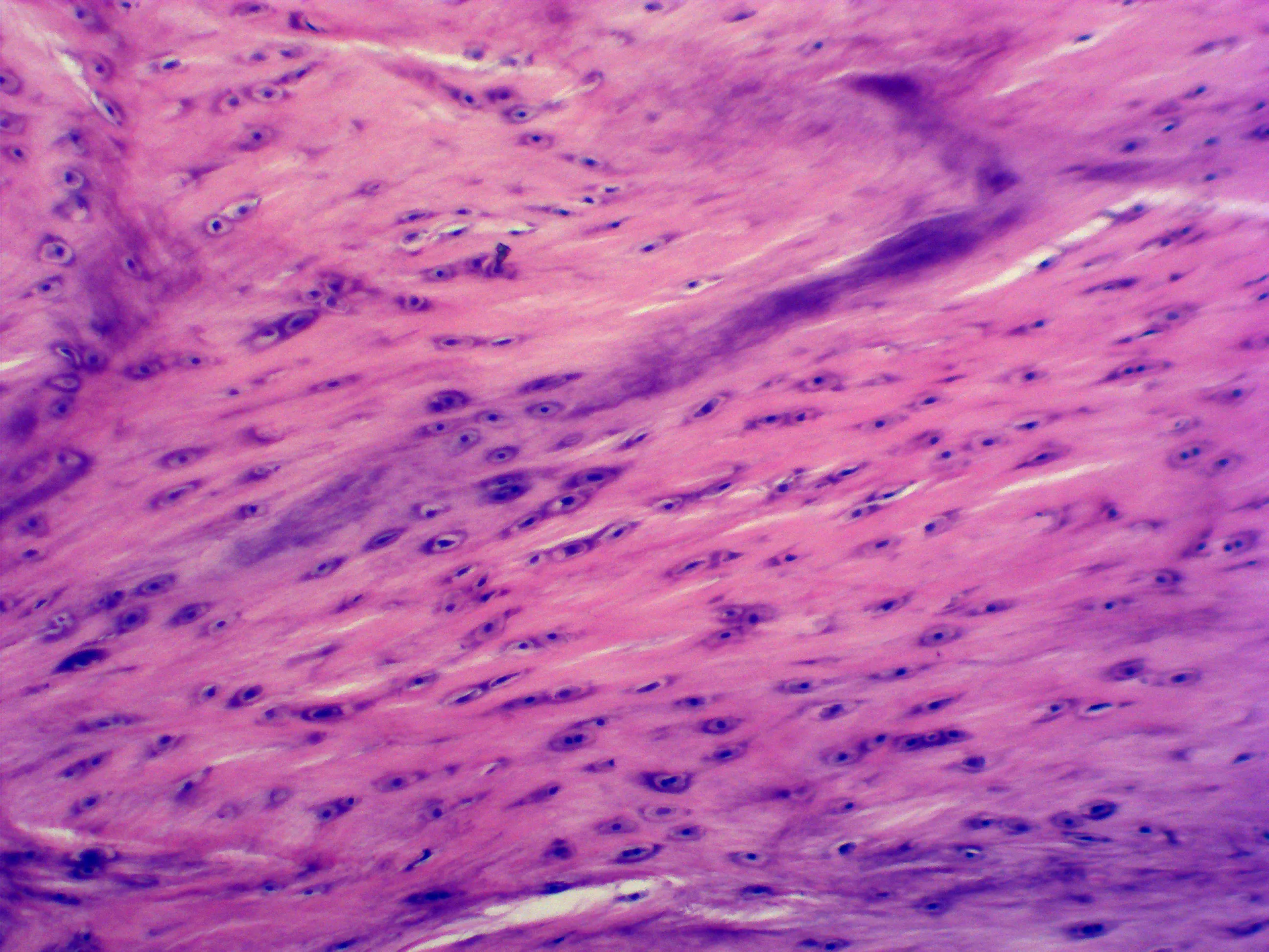 Medical Science Histology Connective Tissue Biomanufacturing Laboratory 