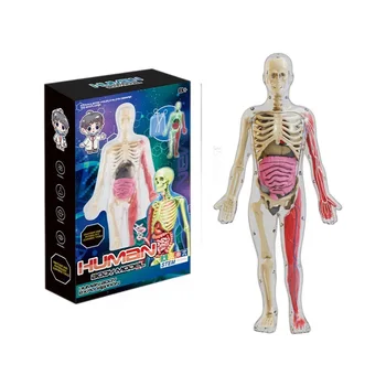 Kid education skeleton human body toys anatomy model human assembly wholesale educational intelligent DIY science experiment kit