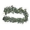 Eucalyptus laurentii vines