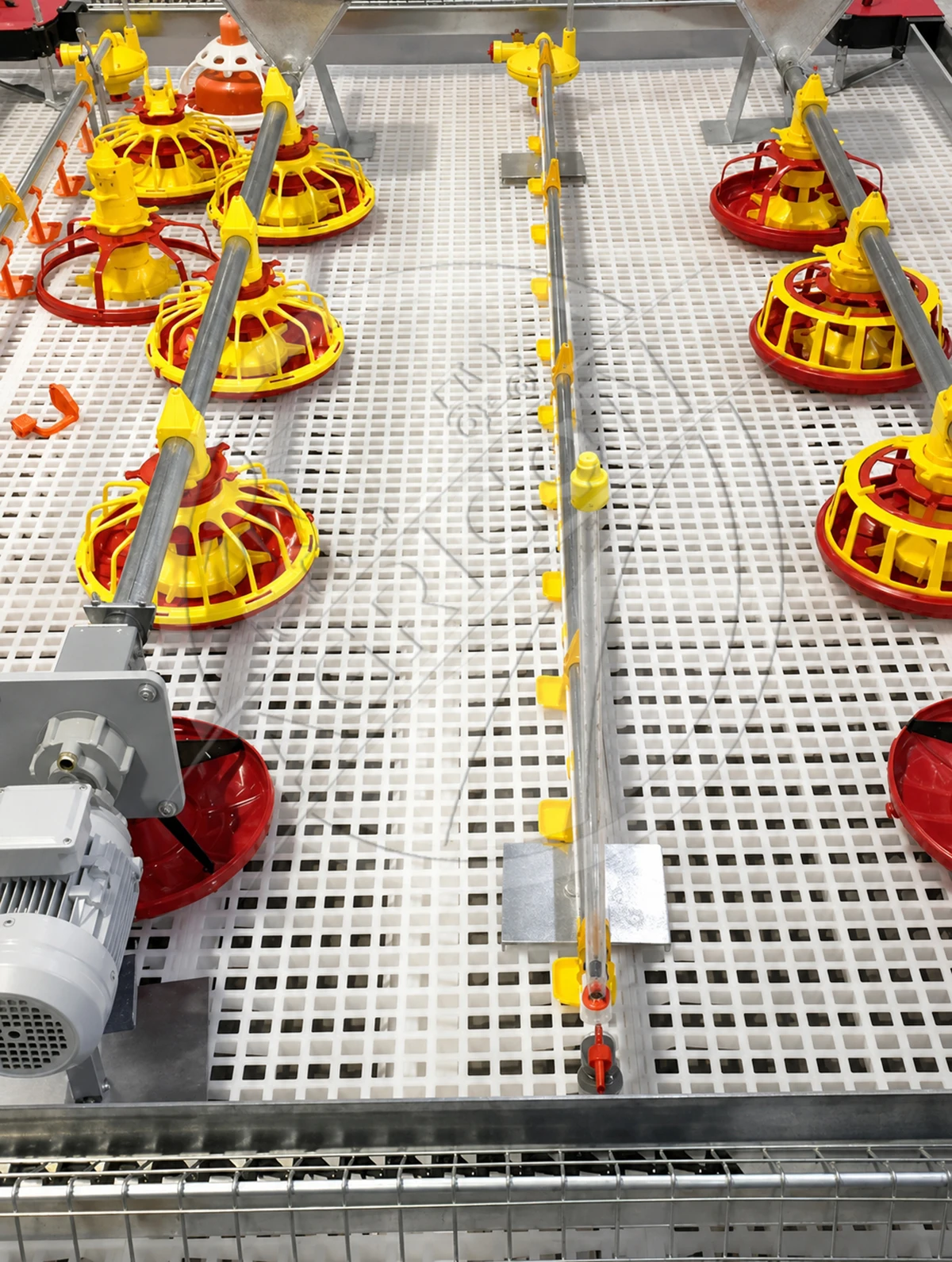 Automatic Poultry Feeding Line