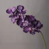 viola 1