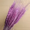 Purple red