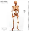 Mummy skeleton