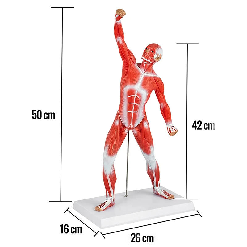 Medical Anatomical Muscle Model PVC Mini Human Muscle Model For Hospital Training