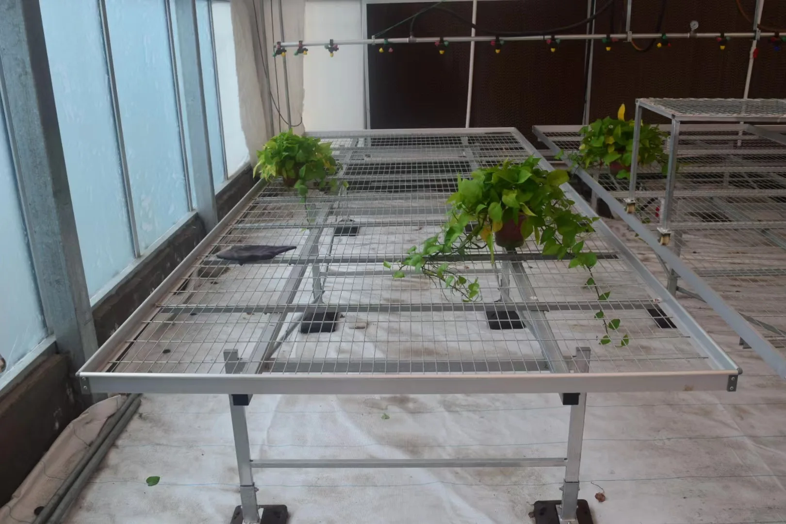 Fixed Steel Greenhouse Bench/Expanded Metal Greenhouse Bench Metal  Tops/Stationary Greenhouse Benches for Nursery Displaying, image size:1620x1080