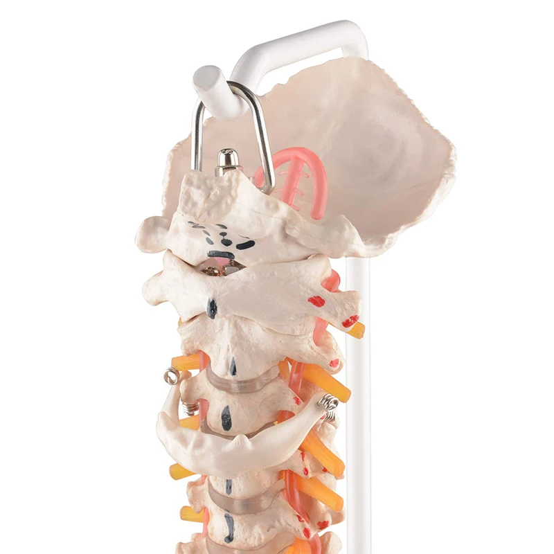 Easy Clean 80cm Human Vertebral Column Model With Pelvis Colored Muscle