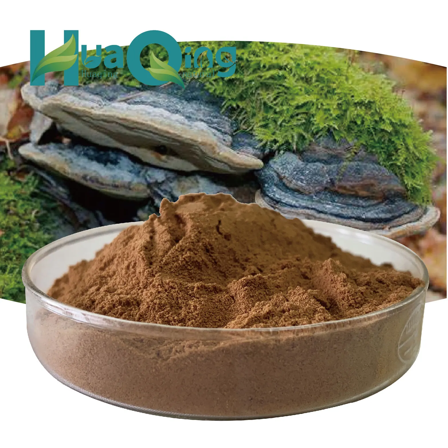 High Quality 10:1 Phellinus Igniarius/Phellinus Linteus Herbal Extract Food Grade Powder