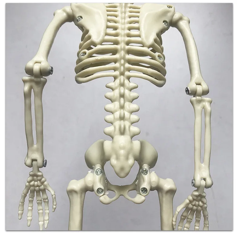 crazy-halloween-scary-hanging-life-size-full-body-human-skeleton