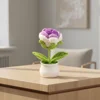 Rosa viola che cambia gradualmente (grande formato) piccola pianta in vaso