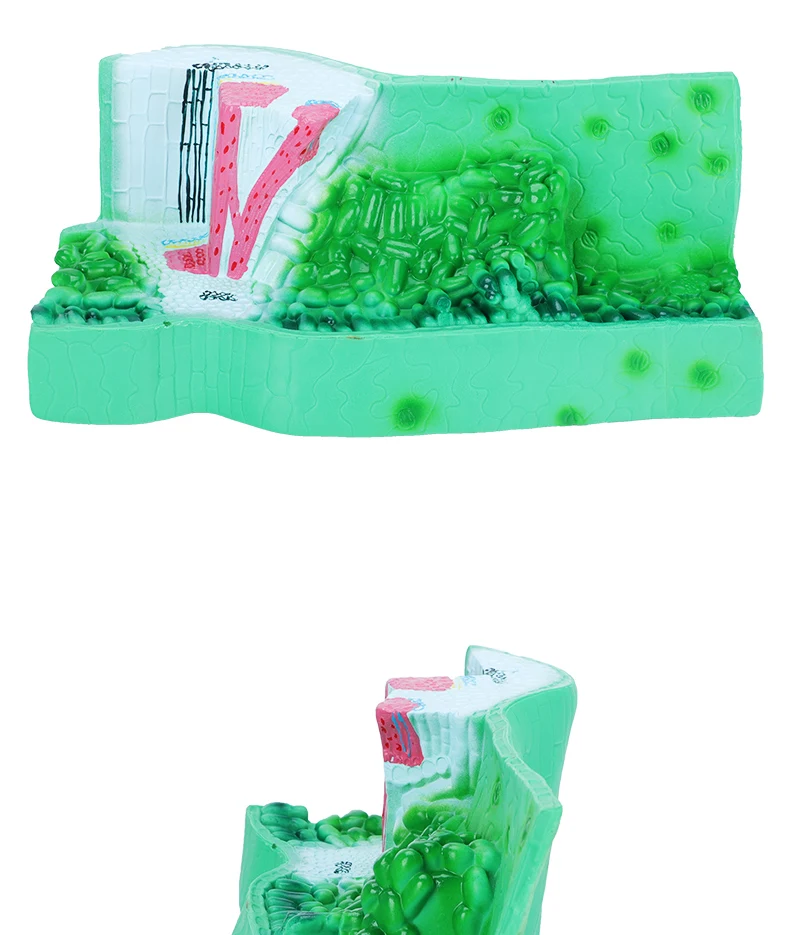 product sciedu teaching equipment biology model leaf structure anatomy model plant cell model teaching aid-4