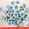 Blush rose 3 têtes bleu brumeux