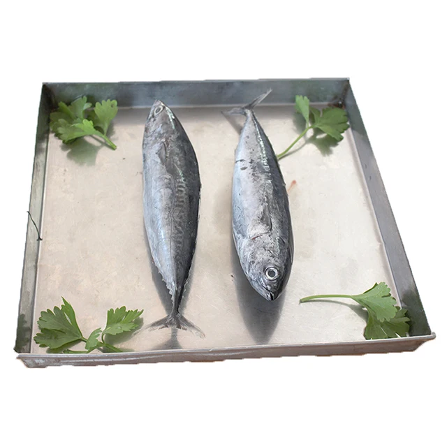 200-300g Whole Frozen Striped Bonito Fish Price