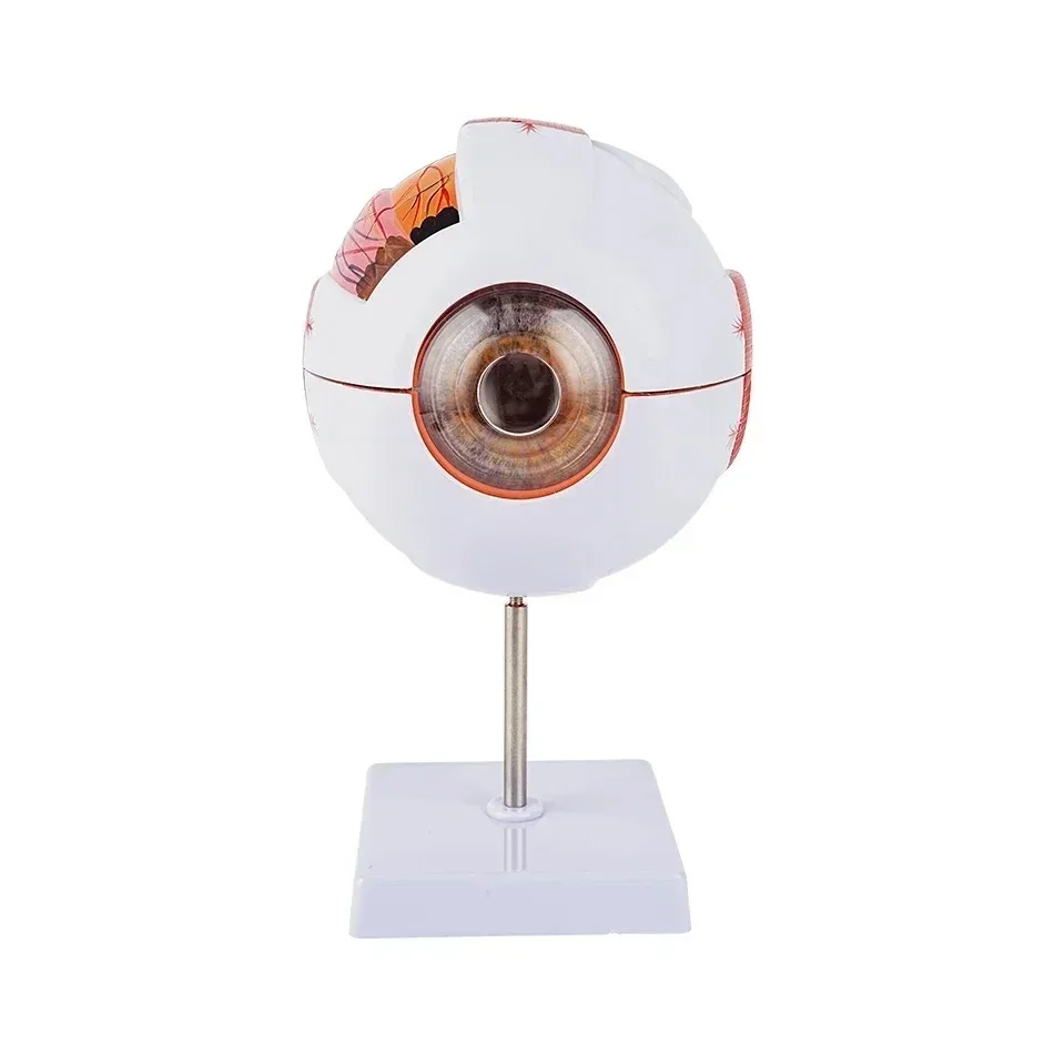 Low Price Anatomical Eye Model Medical Learning and Teaching Instrument Medical Science Teaching Resources Eyelid 6 Times