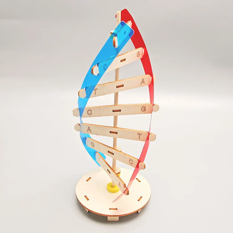 DNA Double Helix Structure Model Technology Small Handmade Diy Human Gene Biological Science Experiment Equipment DNA Model
