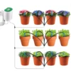 Green  12 potted flowers
