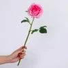 Rosa Viola