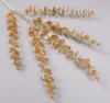 Eucalipto dorato