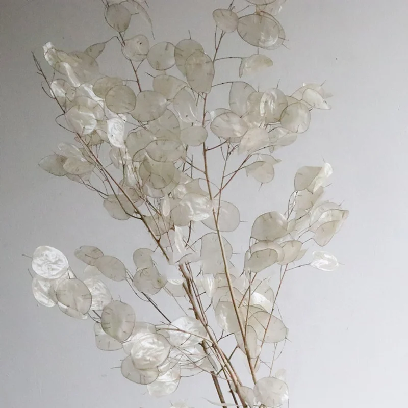 natural dry flower bouquet wholesale preserved decorative real dried  flowers lunaria annua, View lunaria annua, Product Details from Kunming  Pilakuang Trading Co., Ltd. on 