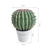 Il centrale si chiama cactus velluto rosso.