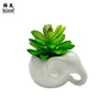 Cucciolo di elefante (Miscela succulenta)