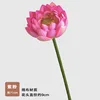 Nelumbo rosa a stelo singolo