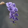 Viola lavanda