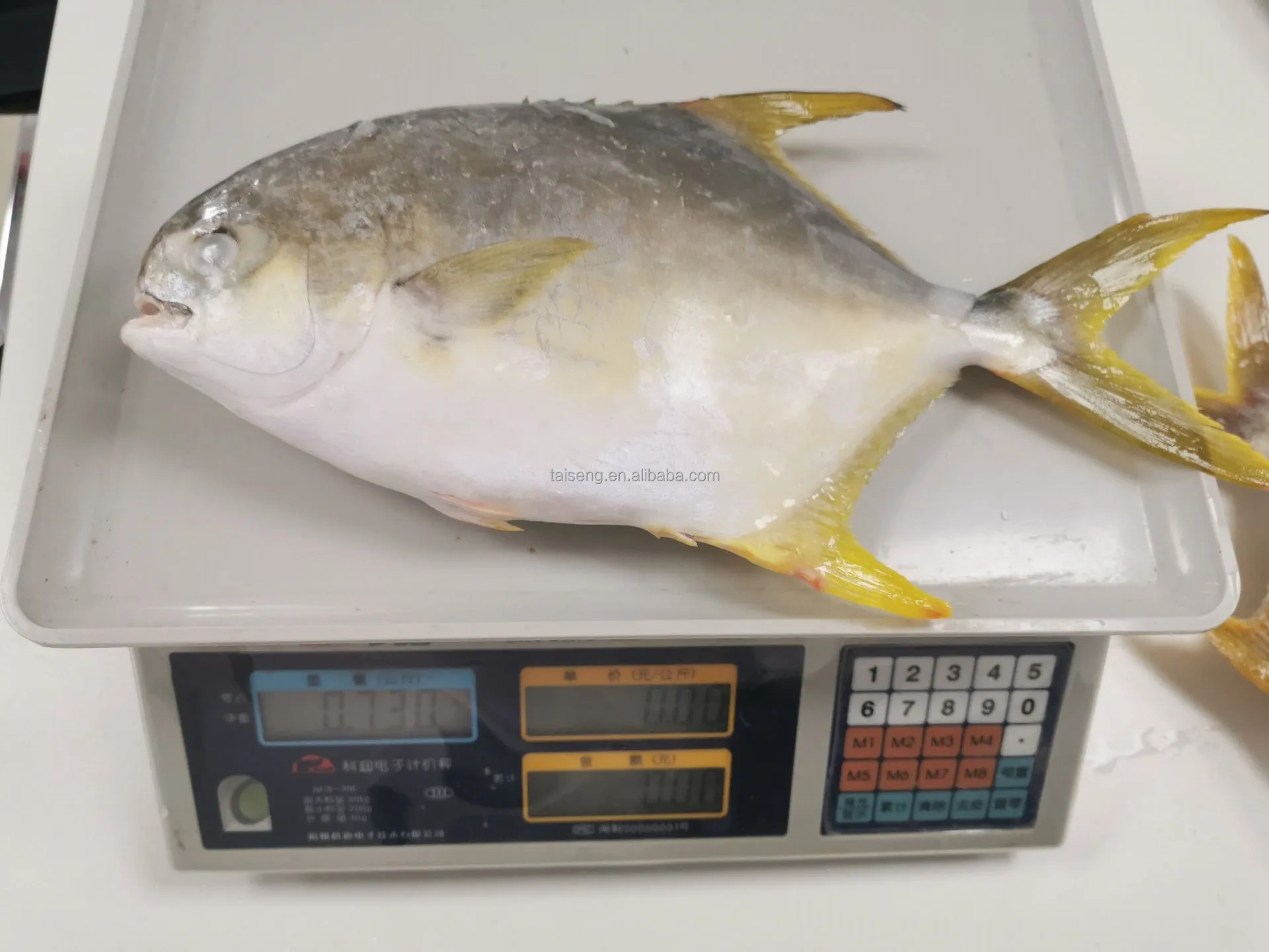 Farm Raised Iqf Iwp Frozen Golden Pompano /pomfret Fish On Sale Buy