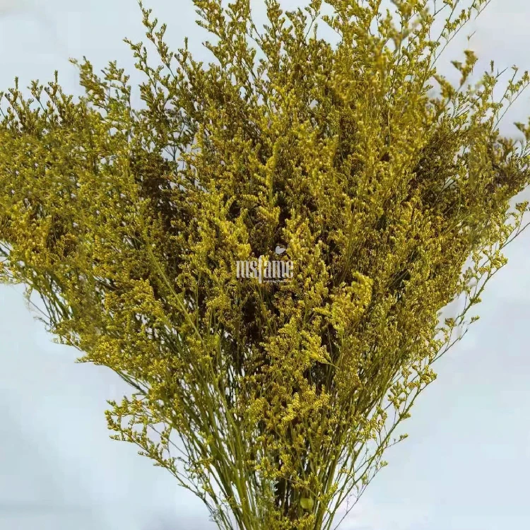 Codariocalyx motorius (2)