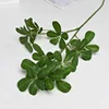 Schefflera verde