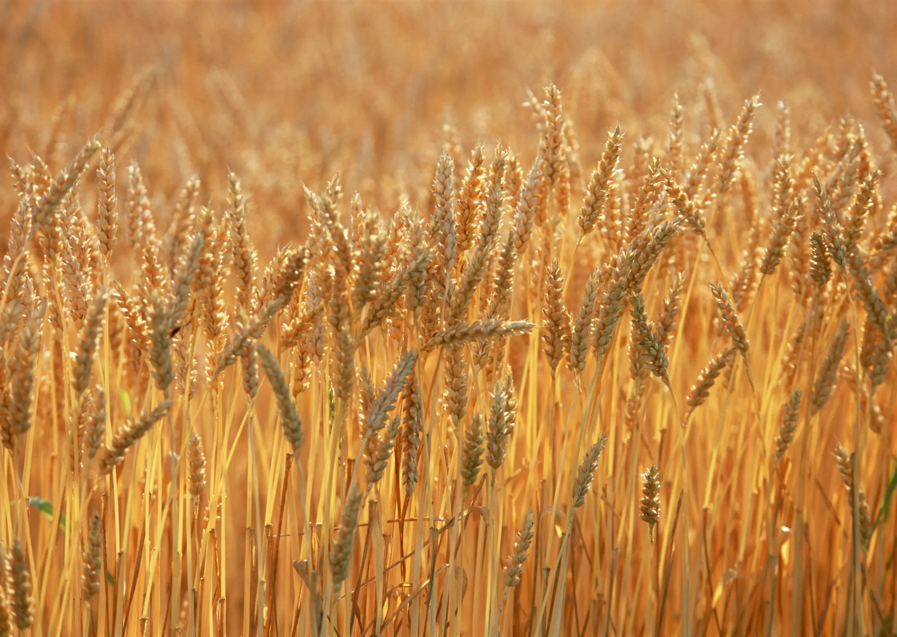 Пшеничные культуры. Пшеничное поле. Родина пшеницы. Золотая Целина. Зерновые культуры.