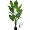 Bird of Paradise Tree 6ft
