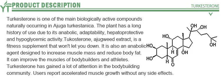 Natural ajuga turkestanica extract for stronger muscle 2% turkesterone in stock turkesterone