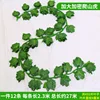 36 gecko leaves (12 leaves)