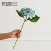 Single-headed hydrangea blue