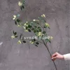Vides de albaricoque verdes