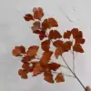 #1 ginkgo biloba leaves