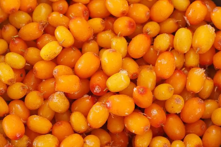 Wholesale Price IQF Frozen Fruits Bulk 10kg Frozen Sea Buckthorn