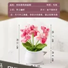 Gradient pink forget-me-not potted plant